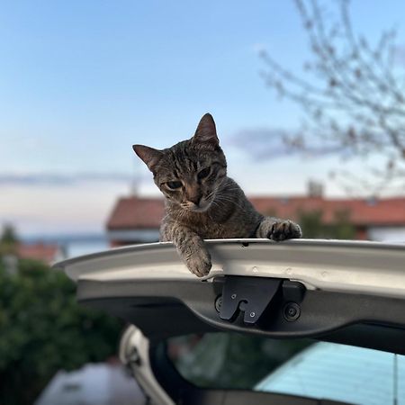 Pri Piratski Macki - At The Pirate Cat - Dal Gatto Pirata Koper Ngoại thất bức ảnh