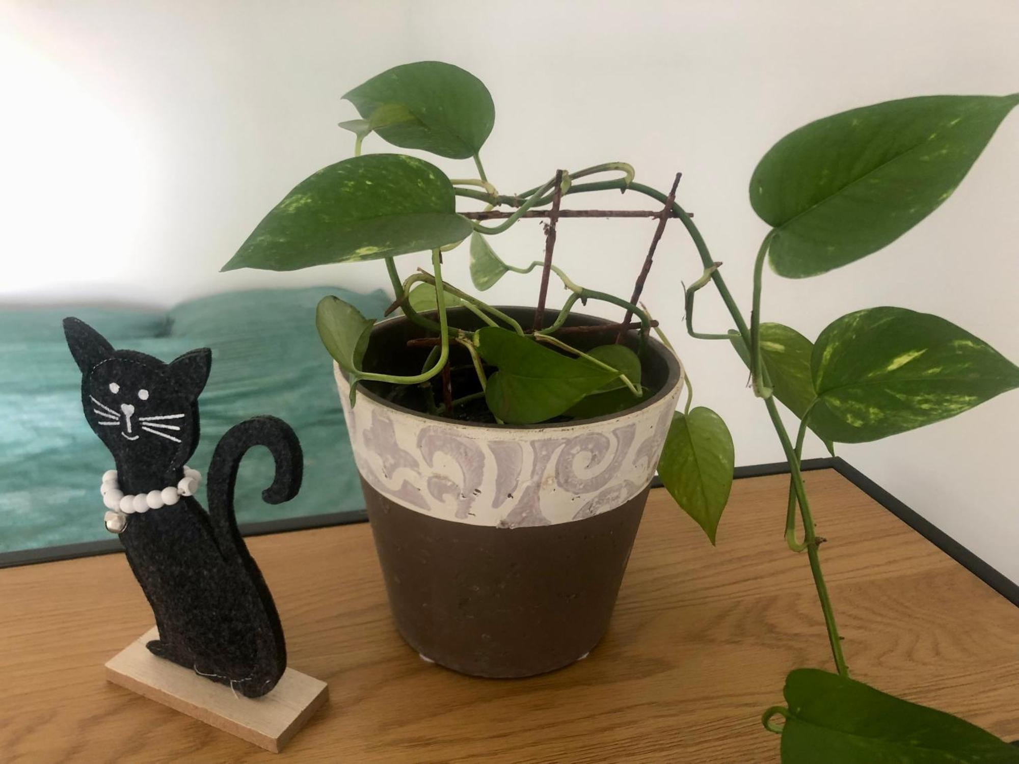 Pri Piratski Macki - At The Pirate Cat - Dal Gatto Pirata Koper Ngoại thất bức ảnh