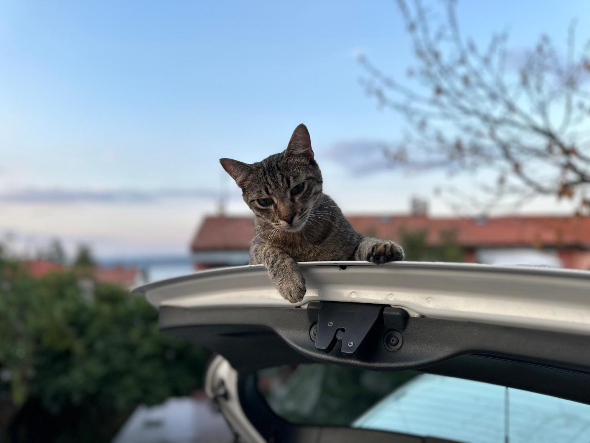 Pri Piratski Macki - At The Pirate Cat - Dal Gatto Pirata Koper Ngoại thất bức ảnh